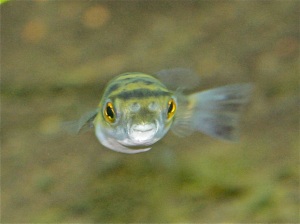 Colomesus asellus (Tetradontidae) Pufferfish