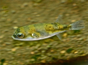 Amazon Pufferfish