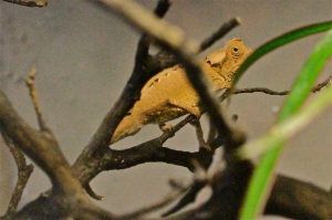 10-27-11 Dwarf Plated Chameleon from Ron’s Rainforest Series IMG_5398