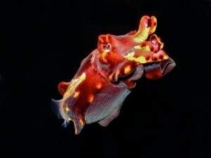 Flamboyant Cuttlefish   Metasepia pfefferi Sepiidae IMG_3397_2