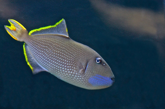 Bluechin Triggerfish aka Gilded Triggerfish (male) Xanthichthys auromarginatus (Balistidae)TriggerfishesIMG_1613