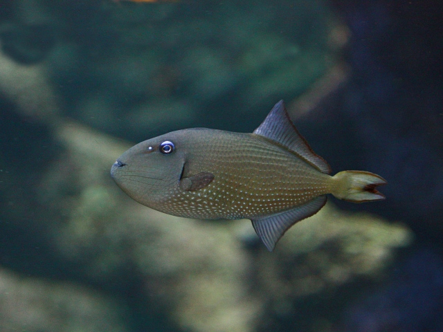 Gilded Triggerfish (female) Xanthichthys auromarginatus _2