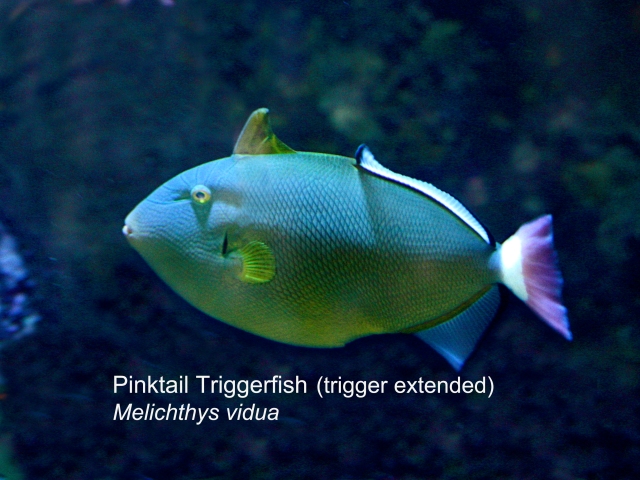 PinkTail Triggerfish Erect trigger IMG_0863 copy