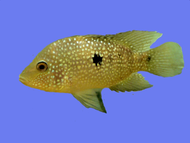 7 8 13 Texas Cichlid Aka Rio Grande Cichlid From Ron S Freshwater Fishes Of North America Ron S Critter Of The Day