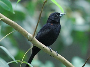 Red-shouldered Tanager (male) 3334159981_db9f81a402_b